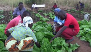 Takondwa Farmer Field School