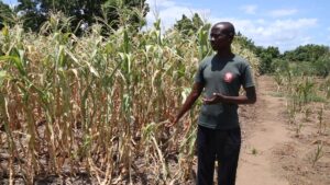 Kuwona Lampiyayo in his maize garden which did not do well