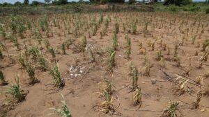 Maize garden in Nsanje